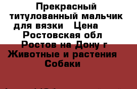 Прекрасный титулованный мальчик для вязки › Цена ­ 1 - Ростовская обл., Ростов-на-Дону г. Животные и растения » Собаки   